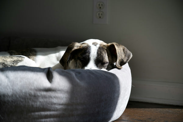 Dog lying on a bed with a neutral background