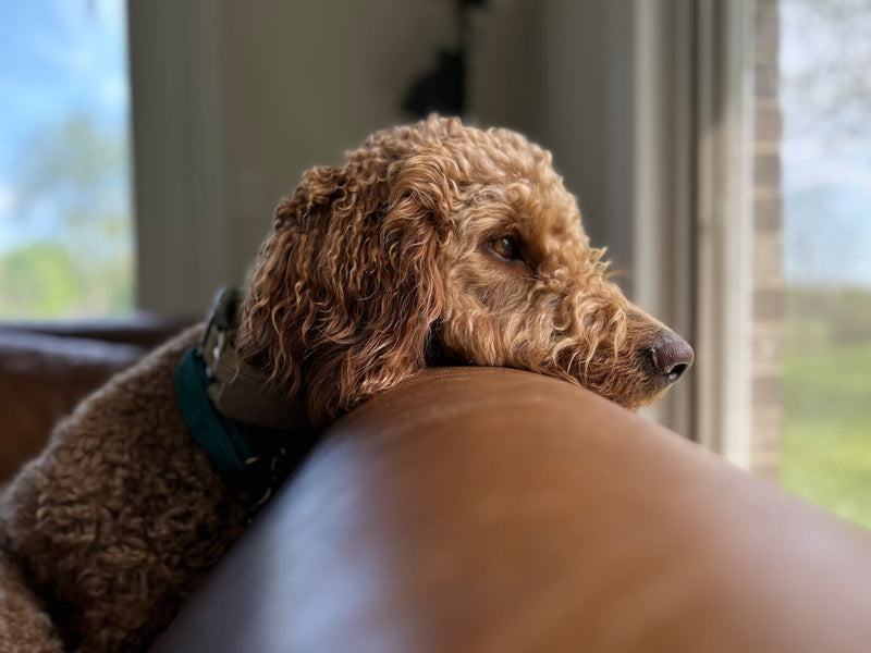 Brown dog sitting on a brown couch with a blurred outdoor background