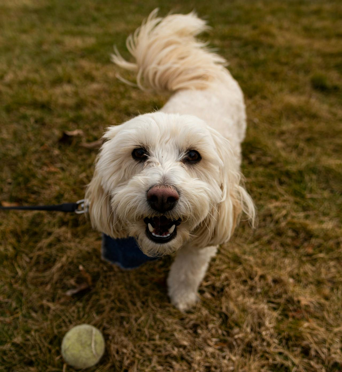 White dog on a leash with a tennis ball on grass