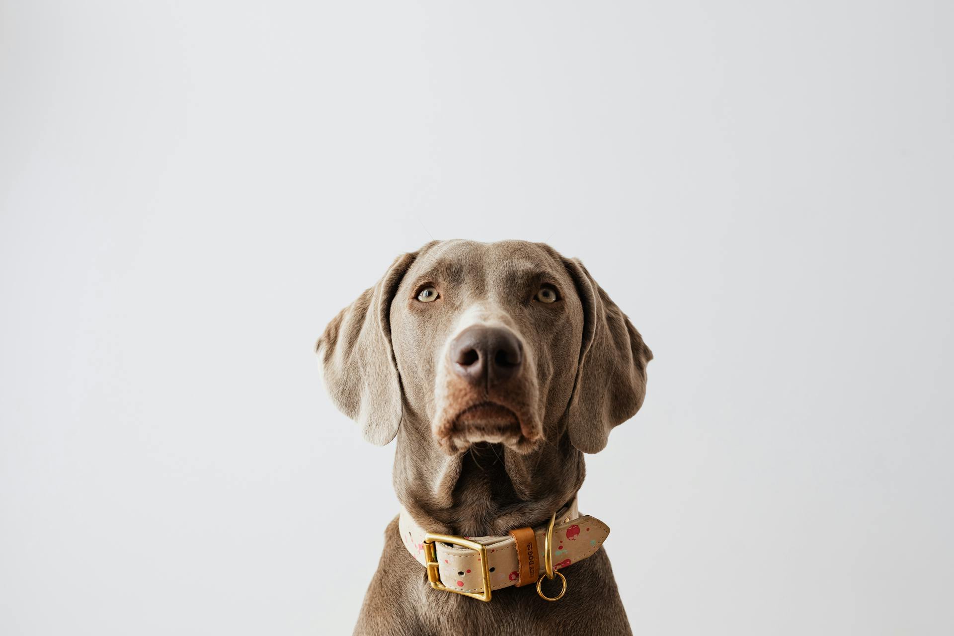 Weimaraner dog close-up — Paw Société hero banner