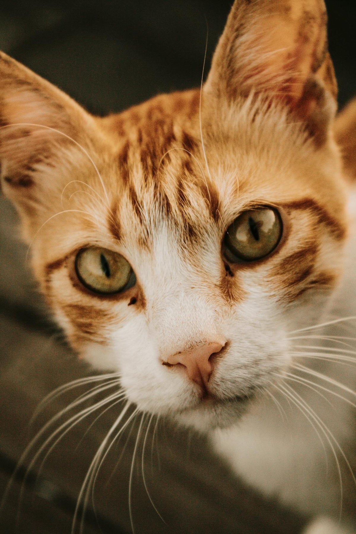 Close-up of a cat with green eyes and orange and white fur.