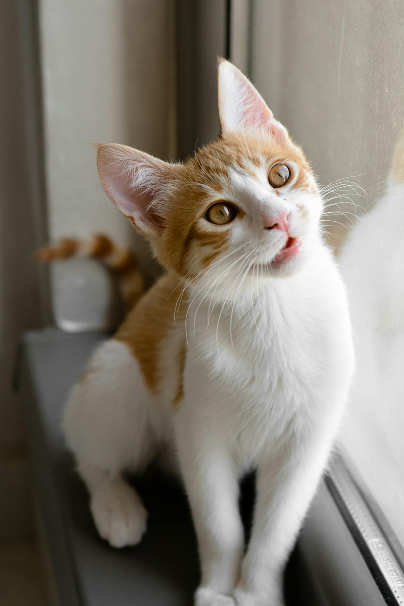 Orange and white cat sitting by a window