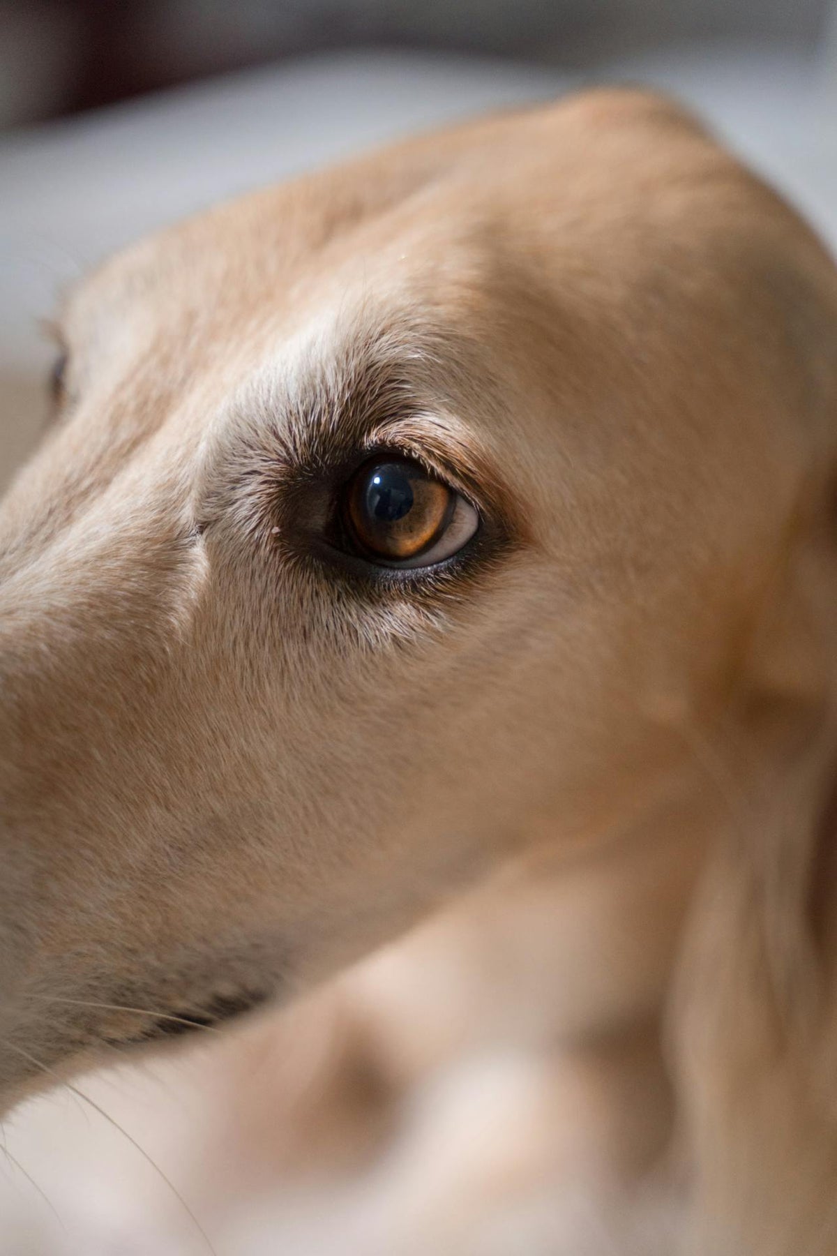 Close-up of a dog's face with a blurred background