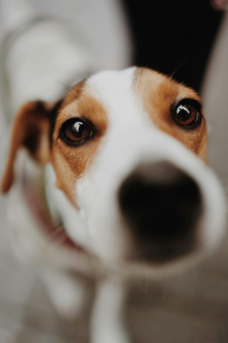 Close-up of a dog's face with a blurred background