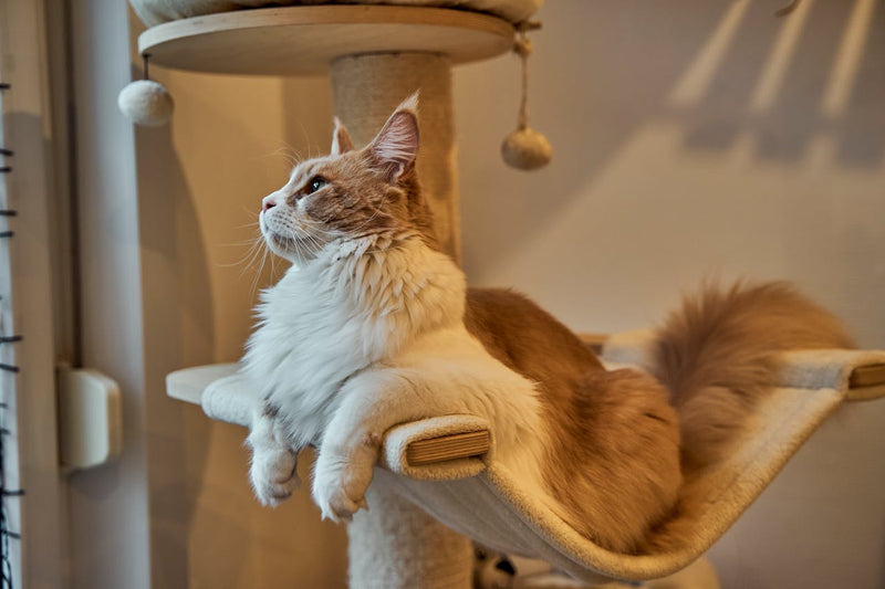 Cat sitting on a cat tree with a neutral background